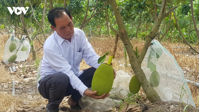 "Lão nông" ở Long An làm giàu từ cây lúa trên đất phèn
