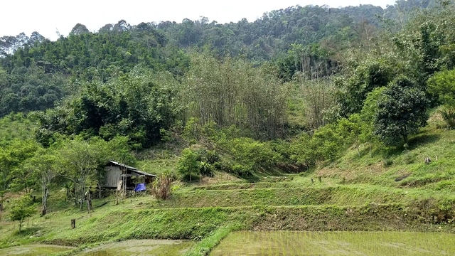 Rừng trên giấy và câu chuyện trục lợi chính sách