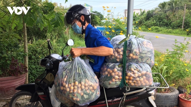 Nhà vườn cồn Tam Hiệp được hỗ trợ tiêu thụ hết toàn bộ nhãn tồn đọng