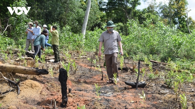 Phá rừng tự nhiên đến đâu, cây keo mọc lên đến đó