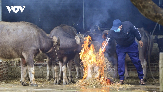 Hơn 1.000 con gia súc bị chết do giá rét ở vùng núi phía Bắc