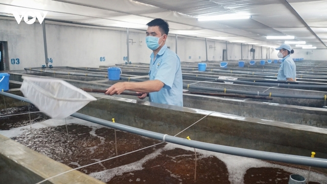 Quảng Ninh đặt mục tiêu tăng gần gấp đôi sản lượng tôm nuôi