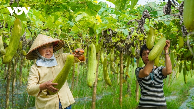 Bỏ phố về quê khởi nghiệp kiếm tiền tỷ từ xơ mướp