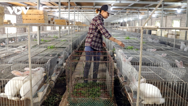 Khởi nghiệp với “Vạn thú gia trang” thu nửa tỉ đồng mỗi năm