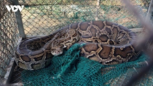 Trăn đất khủng dài hơn 2m “đột nhập” trang trại nuốt chửng một con bê