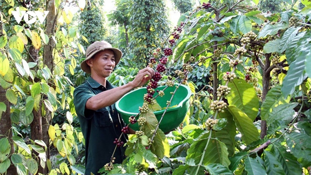 Giá cà phê hôm nay 8/8: Cà phê trong nước giảm 500 - 700 đồng/kg