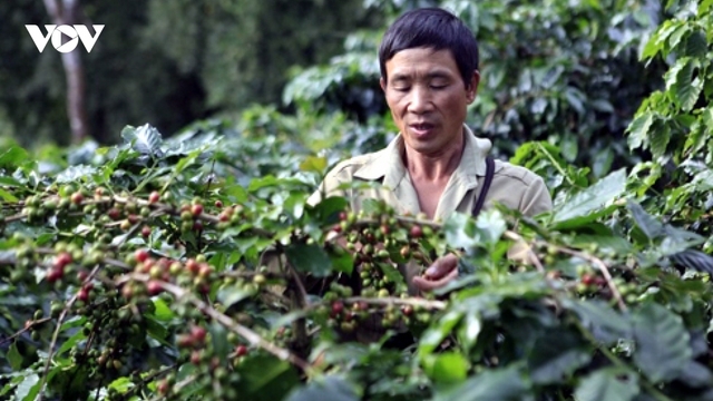 Giá cà phê hôm nay 17/6: Giá cà phê thế giới tăng trên 2 sàn quốc tế