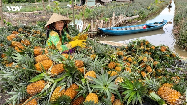 Hậu Giang đang dẫn đầu cả nước về tốc độ tăng trưởng kinh tế