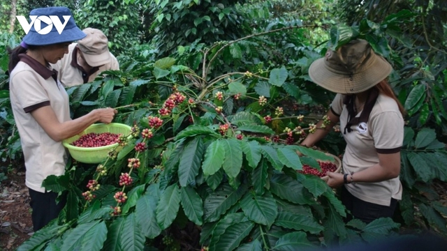 Algeria remains potential market for Vietnamese coffee