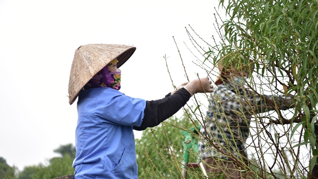 Làng đào Nhật Tân vào mùa “thay áo”, chuẩn bị đón Tết