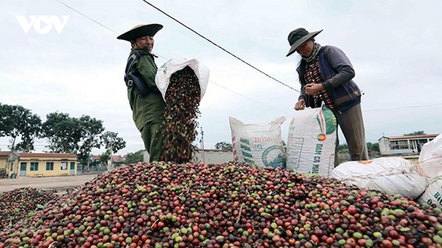 Giá cà phê hôm nay 5/9: Giá cà phê Robustan và Arabica đồng loạt tăng