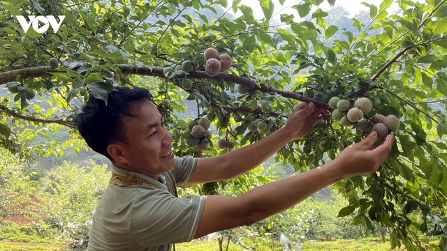 Chìa khoá để Sơn La đưa nông sản vươn xa