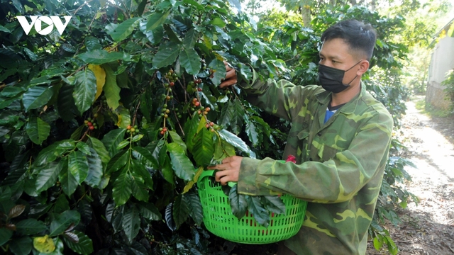 Giá cà phê hôm nay 2/8: Giá cà phê trong nước giảm nhẹ