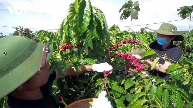 Giá cà phê ngày 6/2: Cà phê trong nước cao nhất 94.800 đồng/kg