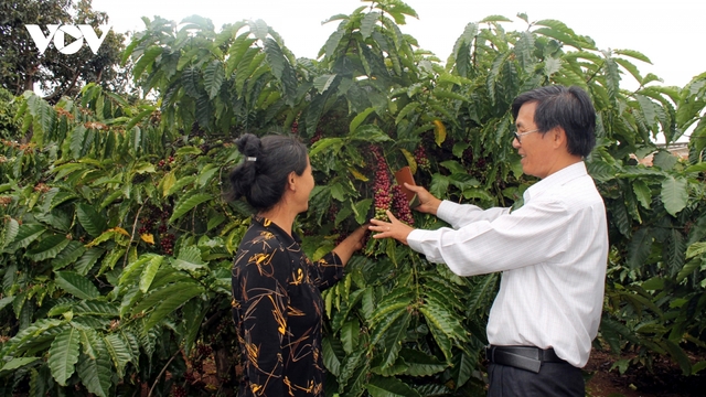 Giá cà phê hôm nay 5/8: Cà phê thế giới tăng, trong nước giảm 500 đồng/kg