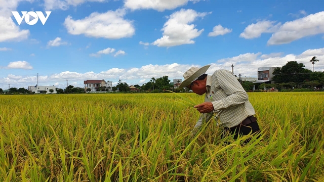 Đã có doanh nghiệp bao tiêu 50% diện tích trồng lúa chất lượng cao ở Long An