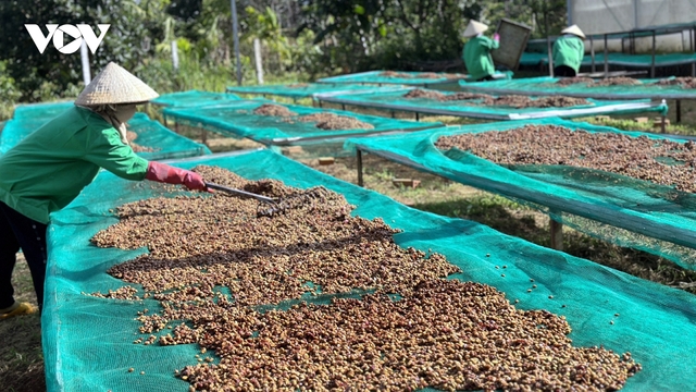 Giá cà phê hôm nay 24/10: Giá cà phê trong nước cao nhất 118.500 đồng/kg