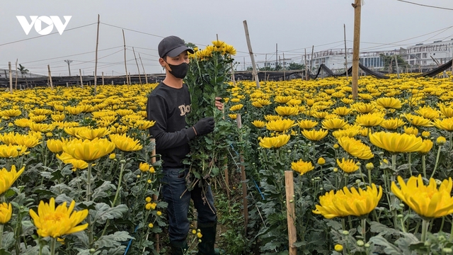 Rộn ràng sắc xuân trên làng hoa Tây Tựu