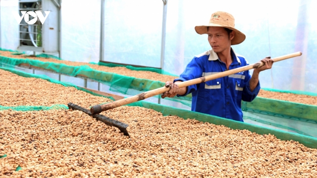 Giá cà phê hôm nay 28/6: Giá cà phê trong nước trung bình ở mức 93.800 đồng/kg