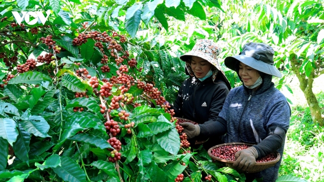 Giá cà phê hôm nay 1/7: Giá cà phê trong nước trung bình ở mức 94.500 đồng/kg