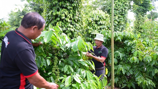 Giá cà phê hôm nay 29/1: Giá cà phê trong nước trung bình ở mức 102.200 đồng/kg