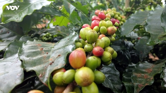 Giá cà phê hôm nay 29/10: Giá cà phê Robusta và Arabia giảm nhẹ