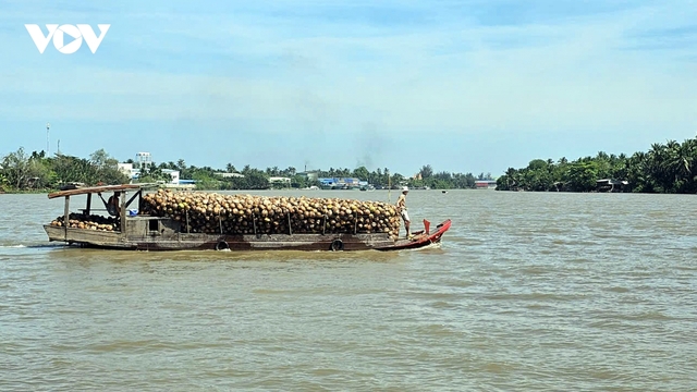 Giá dừa khô tăng kỷ lục, nhà vườn Bến Tre không có đủ dừa để bán