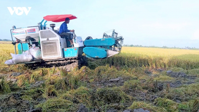 Mô hình liên kết trong chuỗi giá trị của đề án 1 triệu hecta lúa vùng ĐBSCL