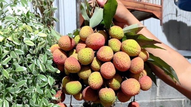 500 tấn vải U hồng chín sớm sắp “bay” sang châu Âu