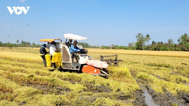 ĐBSCL phấn đấu cả năm đạt 24 triệu tấn lúa hàng hóa xuất khẩu