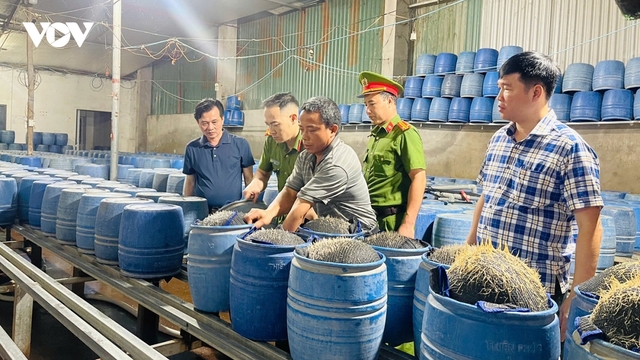 Lào Cai triệt phá đường dây sản xuất giá đỗ độc hại