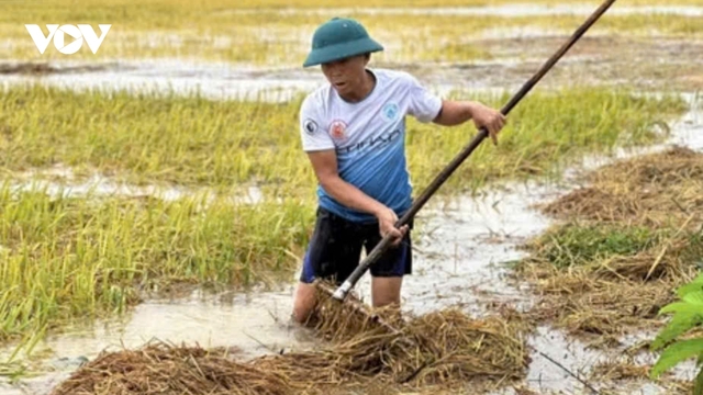 Hà Tĩnh khẩn trương cứu lúa khỏi ngập úng