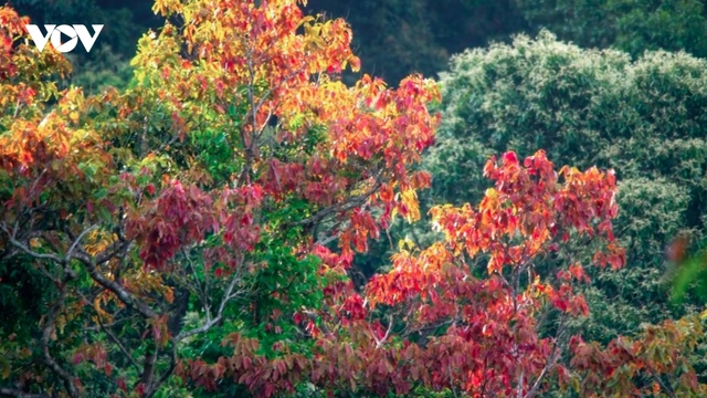 Leaf-changing season paints Son Tra in vibrant hues