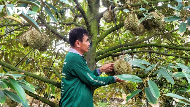 Tiền Giang tìm giải pháp kiểm soát chất Cadimi trong trái sầu riêng