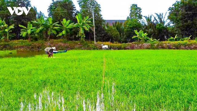 Cà Mau sẽ sản xuất hơn 1.100ha lúa phát thải thấp