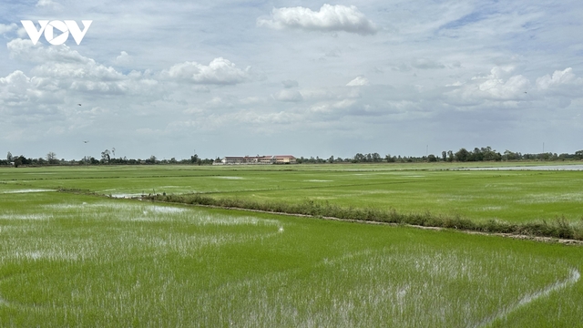 Đề án 1 triệu ha lúa hóa giải lời nguyền lúa gạo “được mùa mất giá”