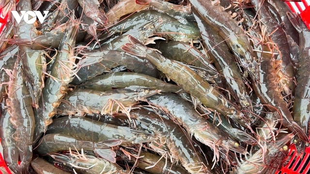 Bến Tre vượt mục tiêu 4.000 ha nuôi tôm công nghệ cao