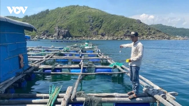Khởi tố, bắt giam 4 đối tượng trộm tôm hùm, chiếm đoạt hơn 300 triệu đồng ở Đắk Lắk