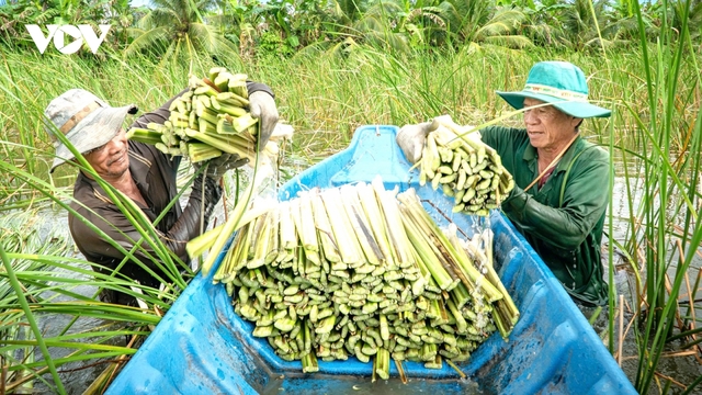 Nông dân U Minh hạ "ăn nên làm ra" nhờ cây bồn bồn