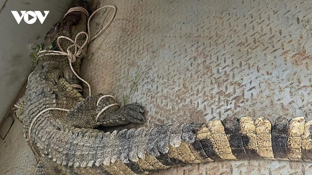 Vây bắt cá sấu “khủng” trên sông Chò, từng tấn công người dân