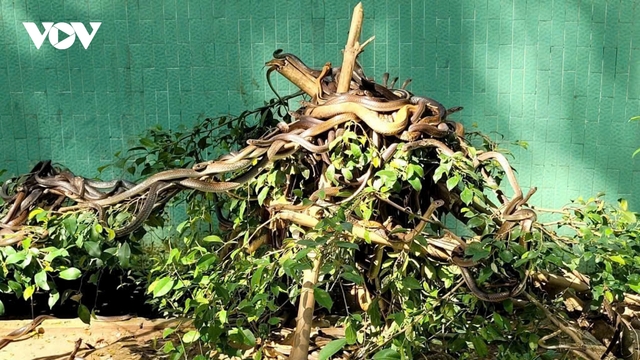 Người dân vùng ĐBSCL cảnh giác với các loài rắn mùa nước nổi