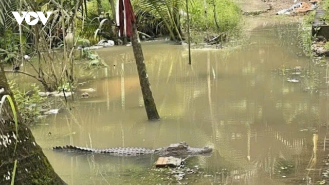 Xác minh thông tin cá sấu xuất hiện trong vườn ngập nước ở Cần Thơ