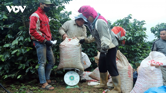 Giá cà phê hôm nay 25/3: Giá cà phê Robusta và Arabia đồng loạt tăng