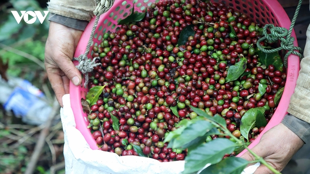 Giá cà phê hôm nay 22/12: Cà phê Robusta và Arabica tăng - giảm trái chiều