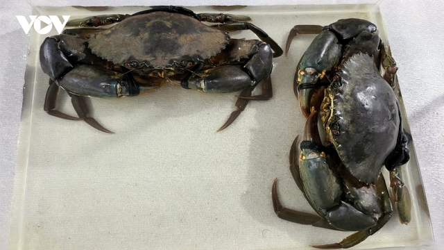 Nghiên cứu sản xuất cua giống chất lượng cao, thích ứng với biến đổi khí hậu