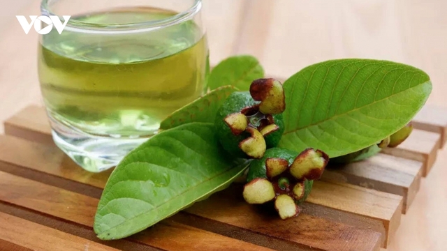 Loại lá được coi là “thuốc quý”, cực tốt cho sức khỏe nhiều người lại toàn bỏ đi