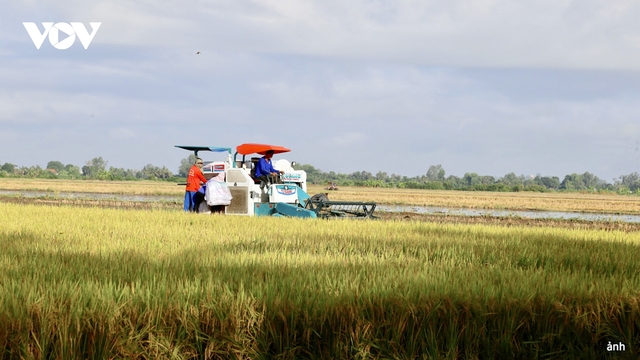 Giải pháp số nâng chuẩn canh tác lúa gạo bền vững ở ĐBSCL