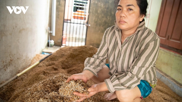 Xót xa lúa, gạo ở Phú Yên mọc mầm, mốc meo sau trận lũ lịch sử