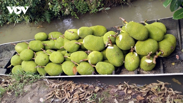 Giá mít thương phẩm tăng cao ở Đồng Tháp