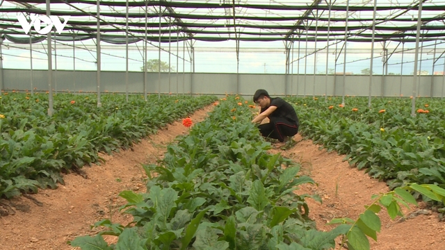 Cần cơ chế đặc thù để thúc đẩy chuỗi liên kết HTX – doanh nghiệp